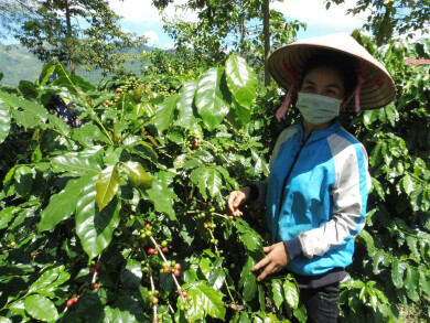 Femme cultivant du café au Vietnam accompagnée par Entrepreneurs du Monde