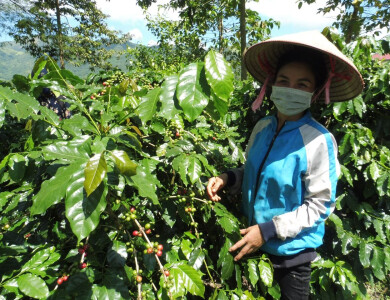 Femme cultivant du café au Vietnam accompagnée par Entrepreneurs du Monde