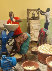 Plateforme de transformation du manioc en Côte d'Ivoire