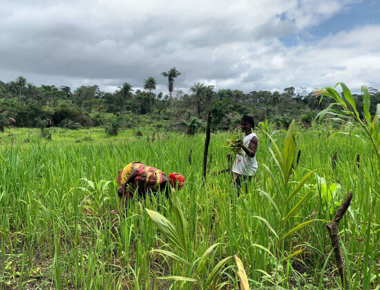 Zones rurales au Libéria - Elili - Entrepreneurs du Monde