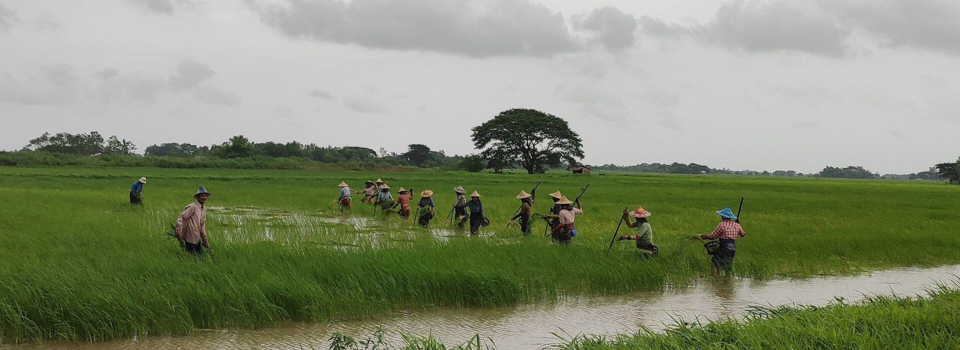 Zones rurales au Myanmar - Entrepreneurs du Monde