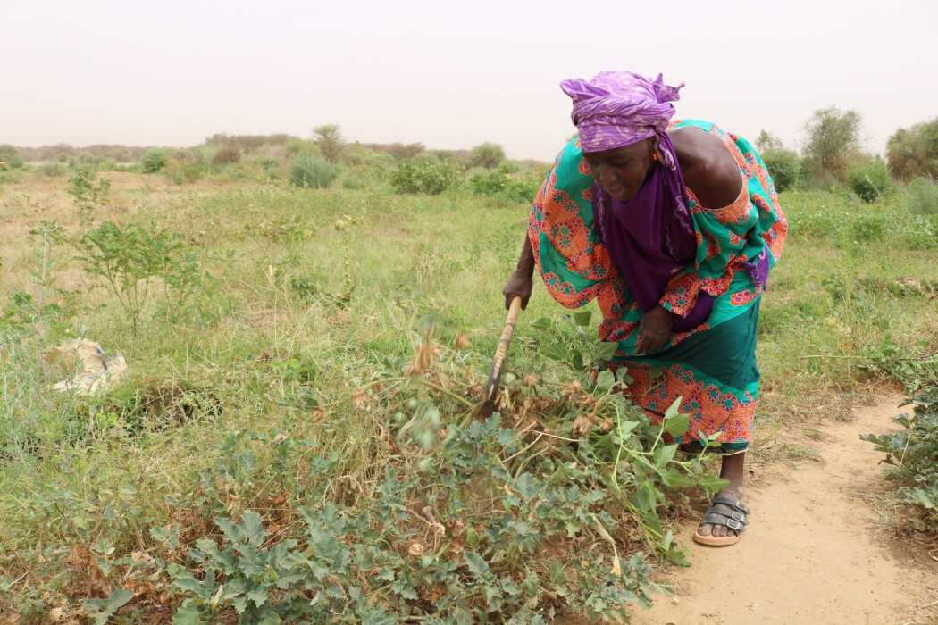 Agricultrice au Sénégal - Entrepreneurs du Monde