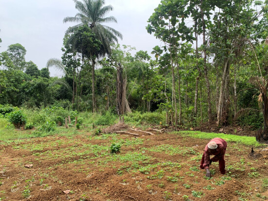 Agriculteur dans les zones rurales en Sierra Leone - Entrepreneurs du Monde
