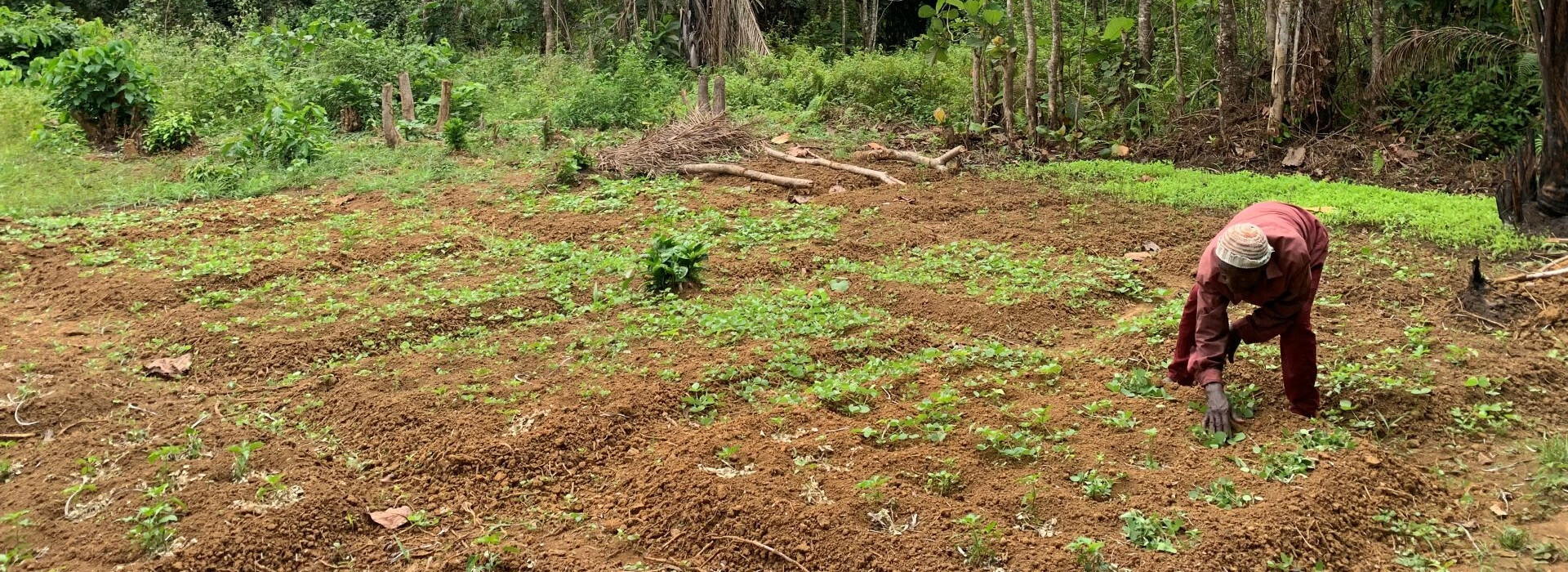 Agriculteur dans les zones rurales en Sierra Leone - Entrepreneurs du Monde