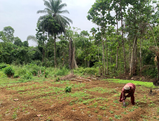 Agriculteur dans les zones rurales en Sierra Leone - Entrepreneurs du Monde