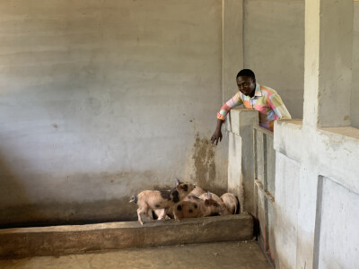 Éleveur de cochons au Togo