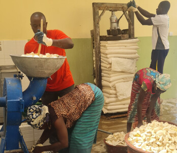Bénéficiaires de la plateforme de transformation du manioc en Côte d'Ivoire