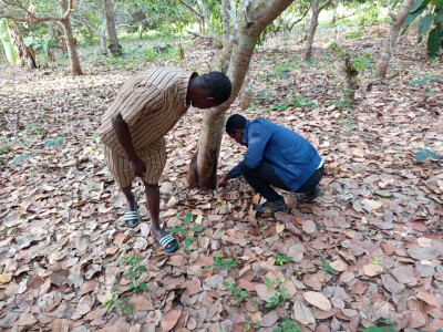 Visite sur la parcelle d'un bénéficiaire d'Ekileko, en Côte d'Ivoire