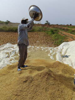 Battage du riz au Sénégal chez Fina Tawa