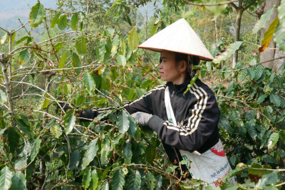 une beneficiaire d'anh chi em est en train de récolter des grains de café dans une plantation