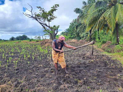 Agricultrice cultivant son champ avec des outils manuels en Guinée