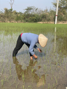 Bénéficiaire de Anh Chi Em dans son champs au Vietnam