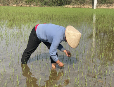 Bénéficiaire de Anh Chi Em dans son champs au Vietnam