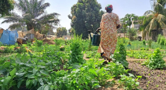 Une agricultrice bénéficiaire de Fansoto au Sénégal marche dans son champ avec un arrosoir à la mai