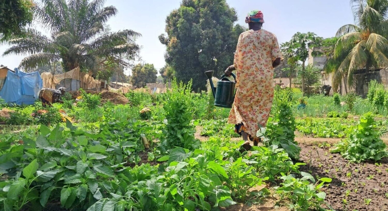 Une agricultrice bénéficiaire de Fansoto au Sénégal marche dans son champ avec un arrosoir à la mai