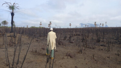 Un marche marche dans un champ ravagé par la sécheresse en Guinée