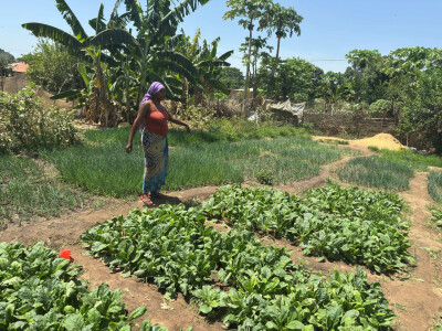Une agricultrice accompagnée par Fansoto est dans son champ et montre des légumes en train de pouss
