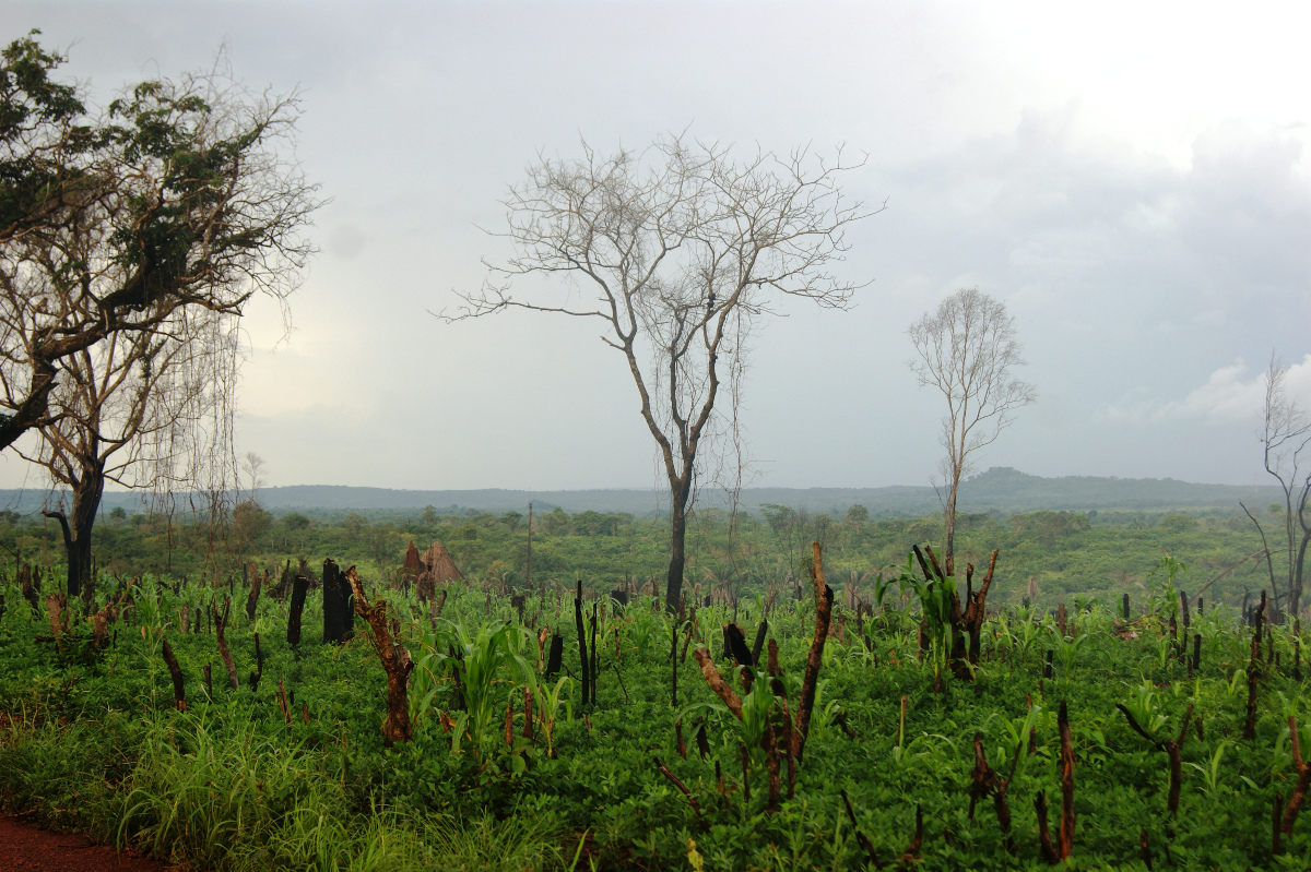 Déforestation