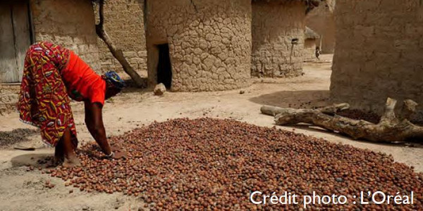 Productrices de karité